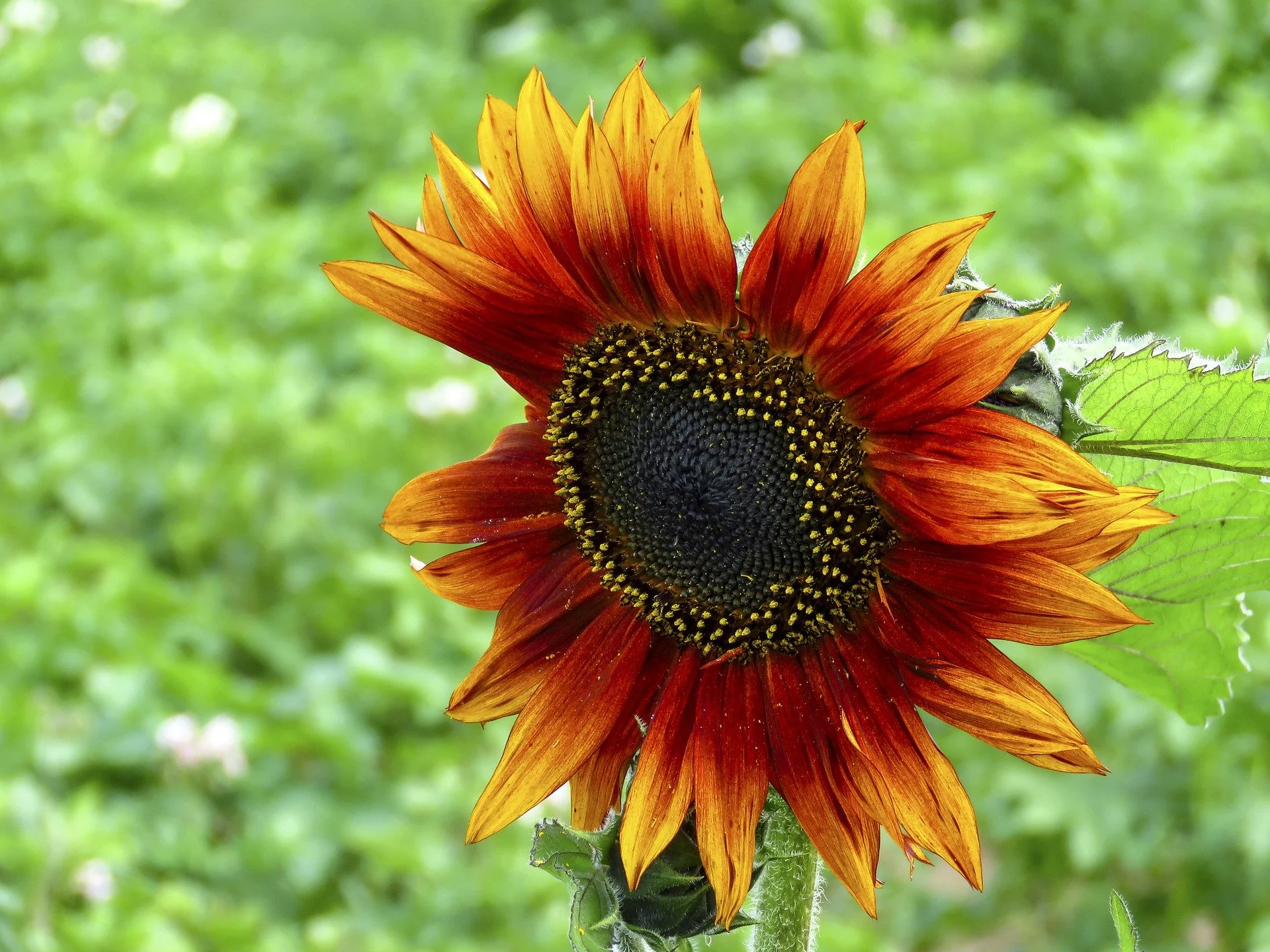 カーナビ sunflower Sunflower 'Earthwalker' Seeds — Decker Rd. Seeds